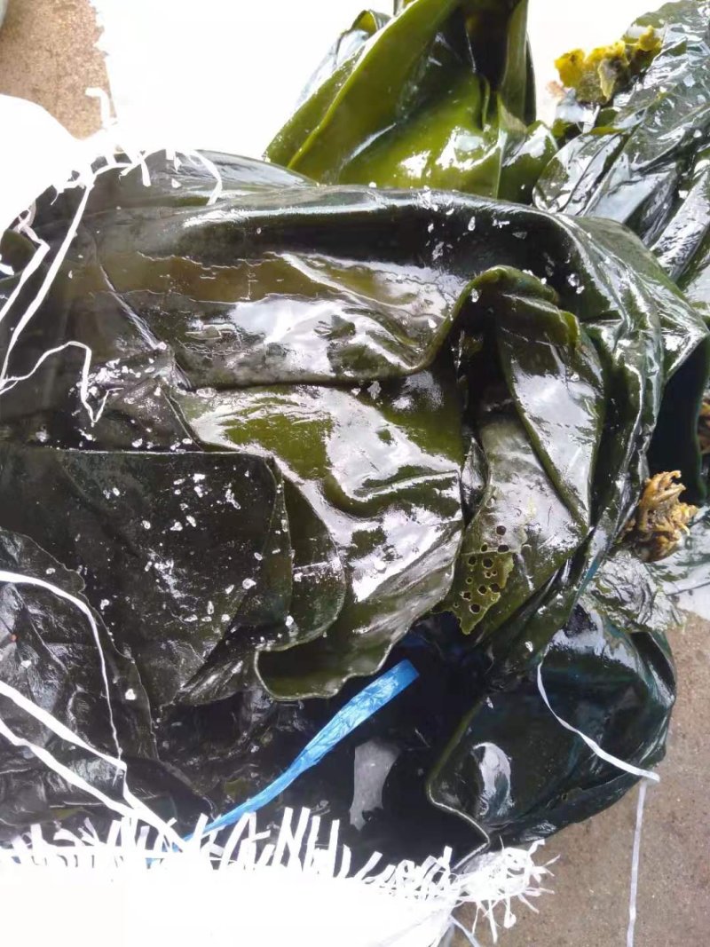东海福建霞浦农家自晒海带