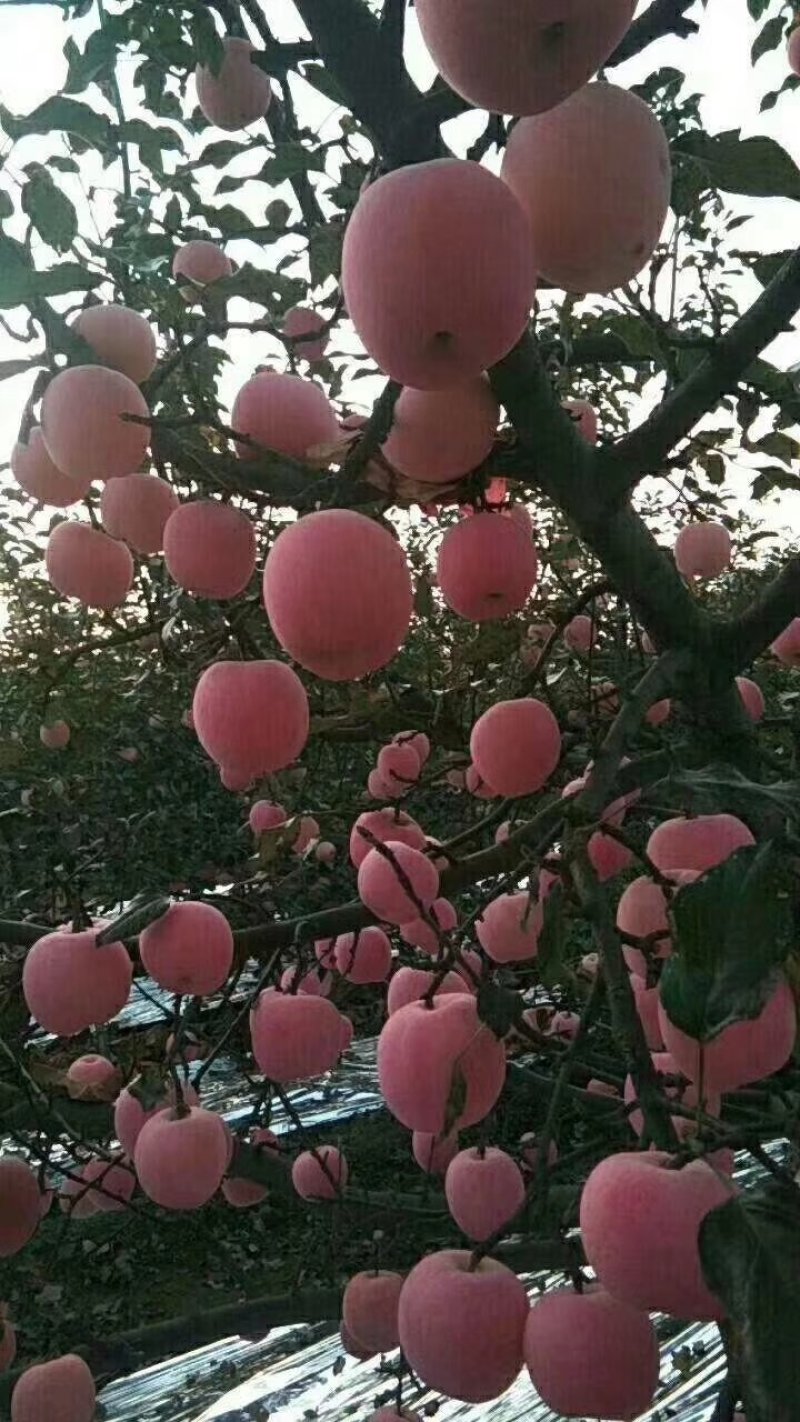 红富士
