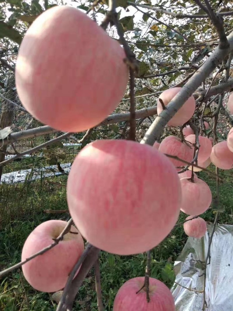 红富士