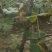 2-6年占地葡萄树大量低价供应，2--3米水泥立柱大量供