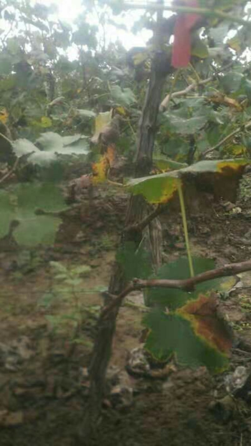 2-6年占地葡萄树大量低价供应，2--3米水泥立柱大量供