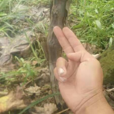 2-6年占地葡萄树大量低价供应，2--3米水泥立柱大量供
