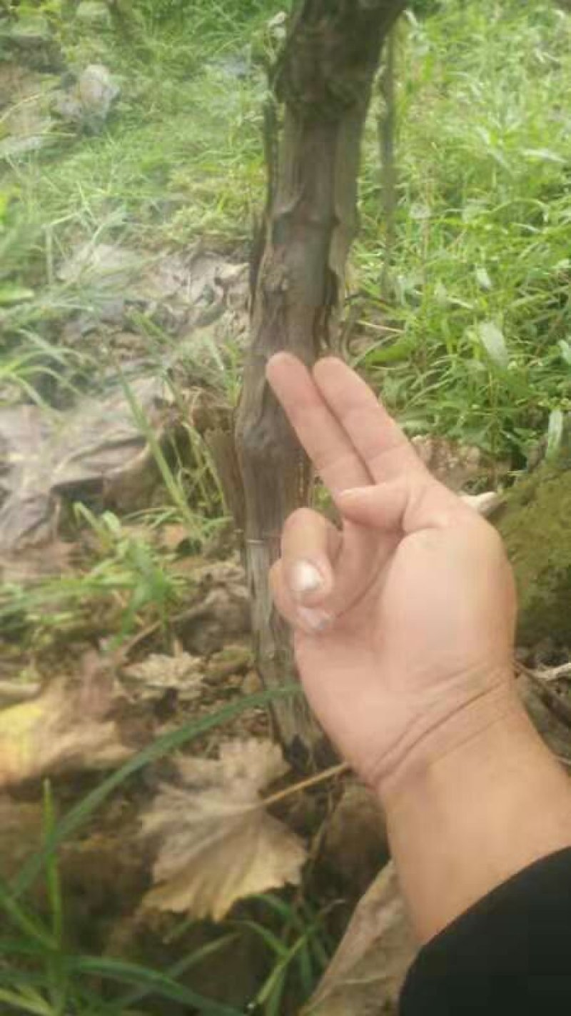 2-6年占地葡萄树大量低价供应，2--3米水泥立柱大量供