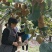 猕猴桃苗红黄绿心猕猴桃苗泰山一号保证品种