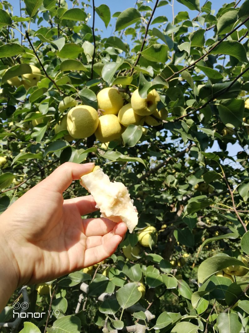 砀山酥梨精品梨万亩果园区颜色金黄果型好老果园区基地