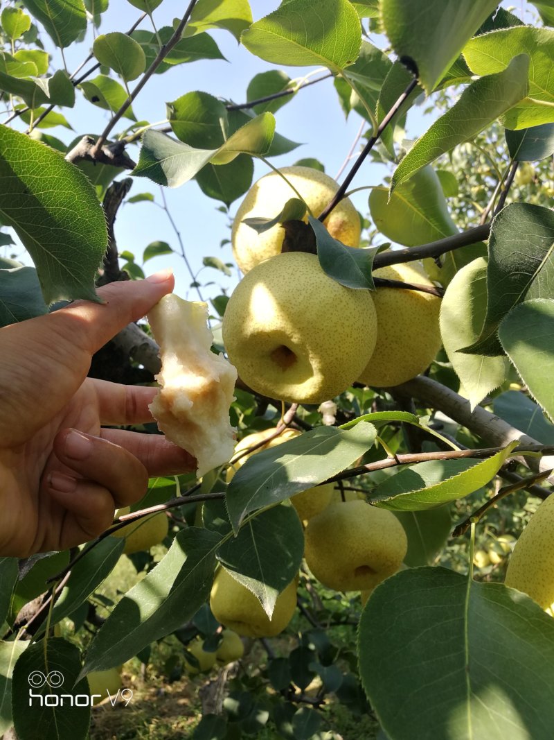 砀山酥梨精品梨万亩果园区颜色金黄果型好老果园区基地