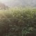 红豆杉一万多颗大苗急处理