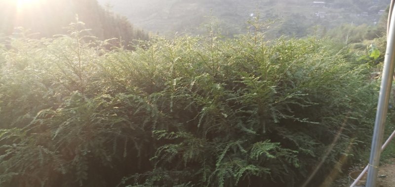 红豆杉一万多颗大苗急处理