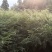 红豆杉一万多颗大苗急处理