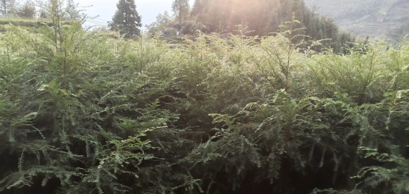 红豆杉一万多颗大苗急处理