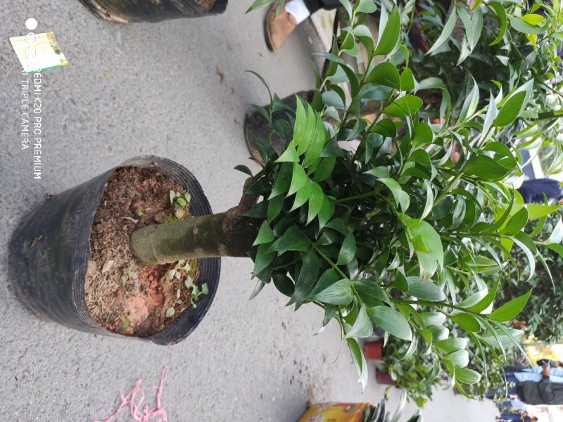竹柏树桩货源永福花卉基本直销