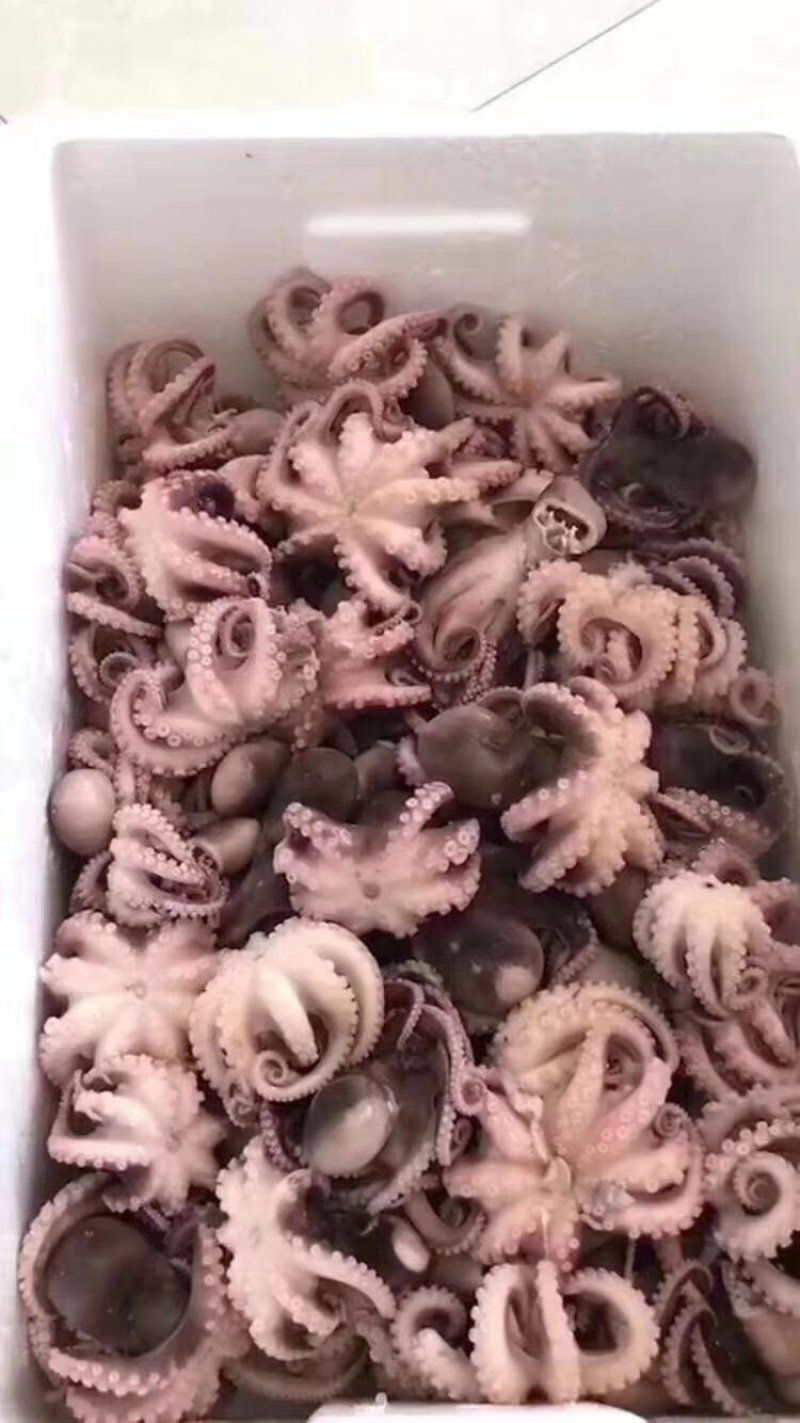 半熟八爪鱼（短腿），现煮现发