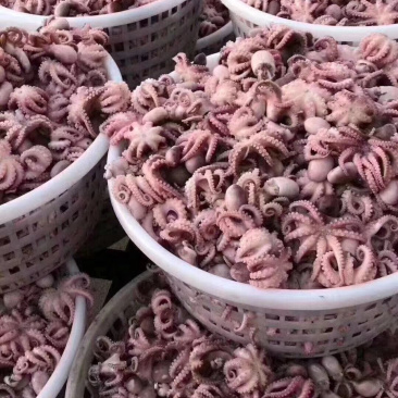 半熟八爪鱼（短腿），现煮现发