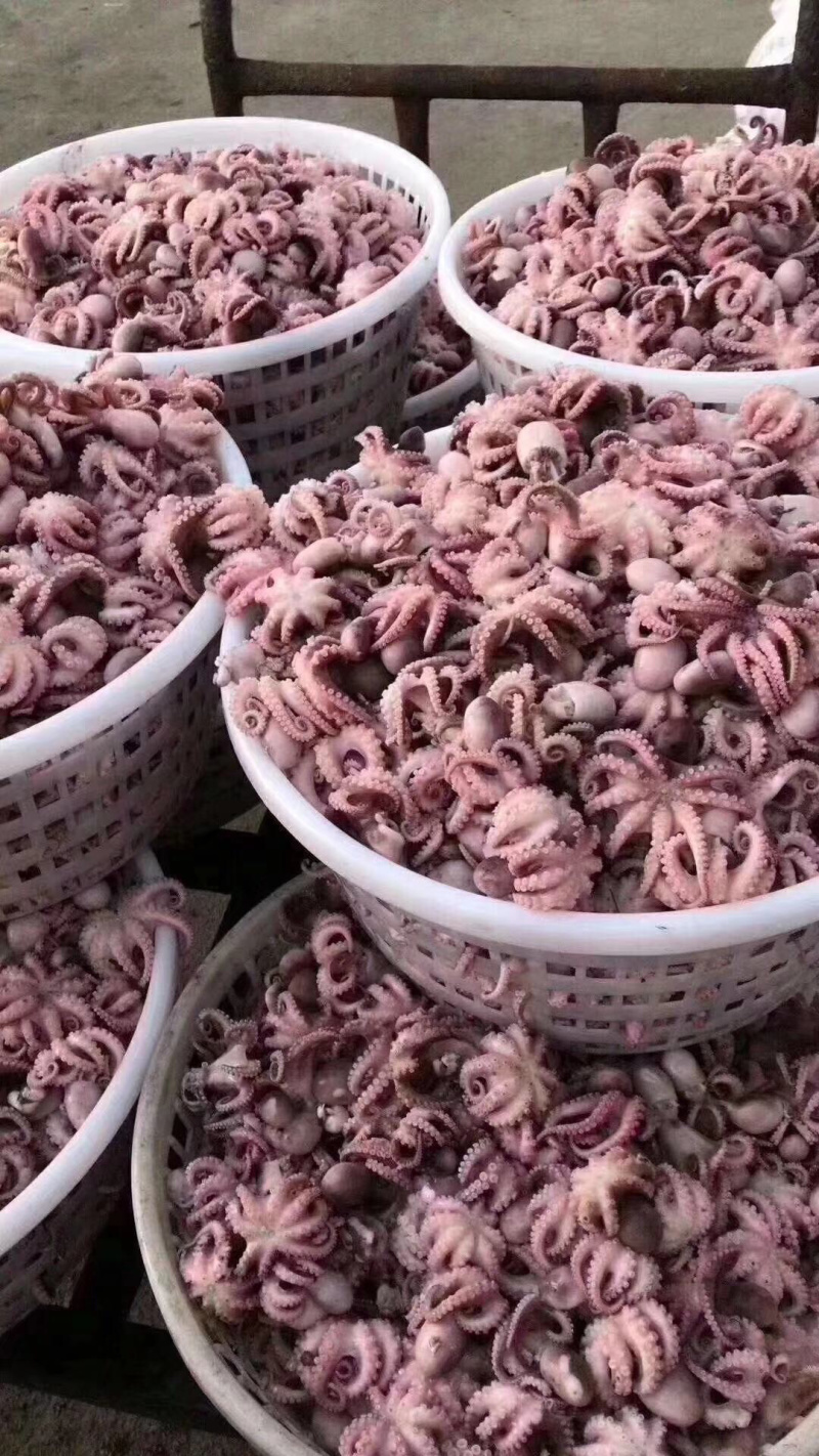 半熟八爪鱼（短腿），现煮现发