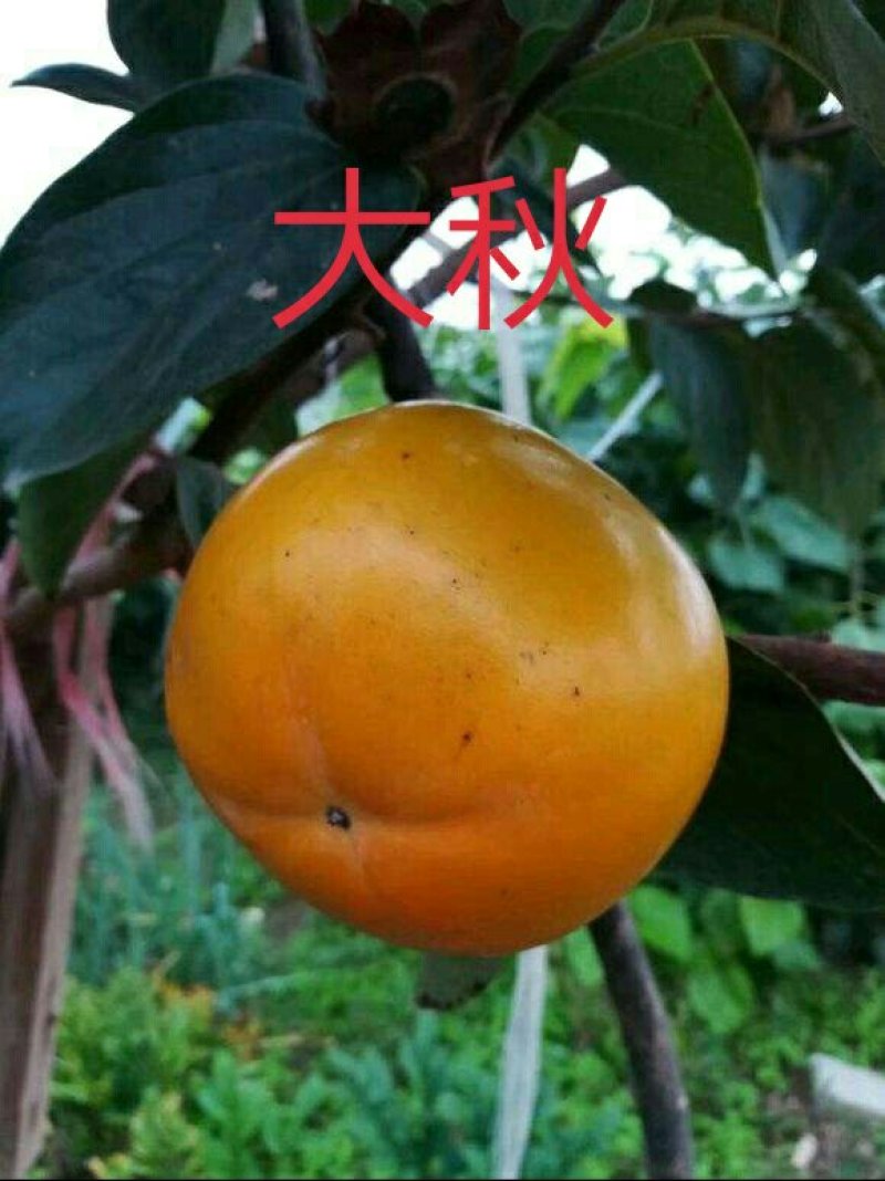 嫁接大秋甜柿苗黑柿一号阳丰富有日本甜柿二年生死苗补发