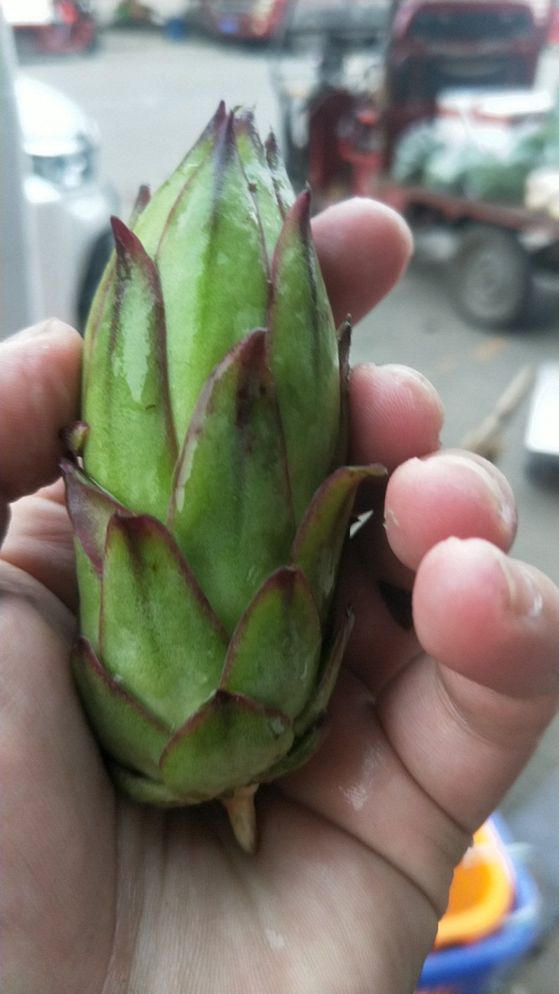 霸王花
