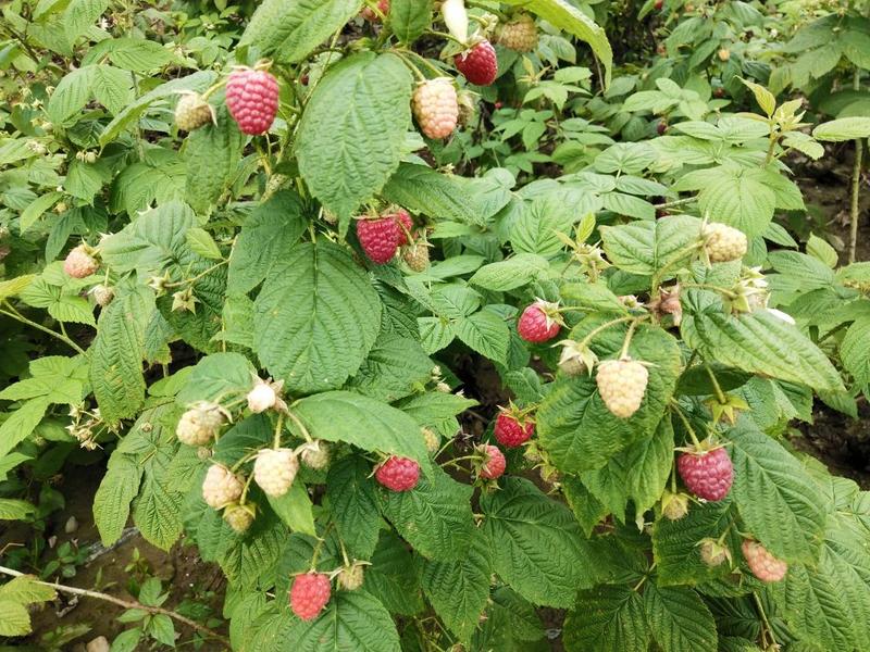 双季树莓苗2年苗当年结果直供批发品质保证大果型