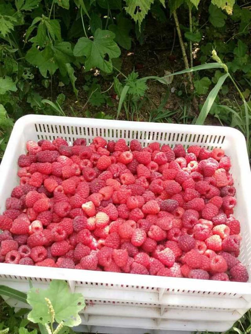 双季树莓苗2年苗当年结果直供批发品质保证大果型