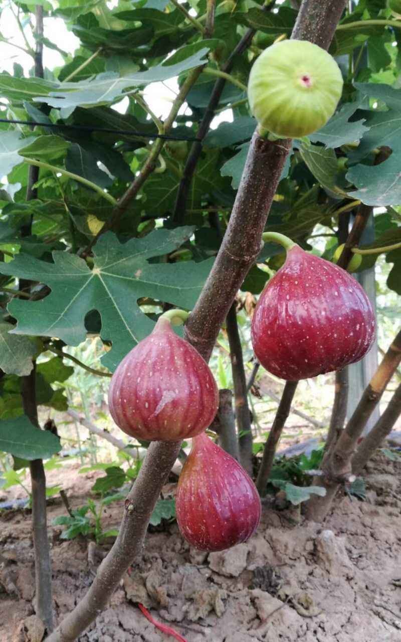 苗圃现挖无花果苗波姬红金奥芬布兰瑞克包纯免费指导