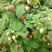 双季树莓苗两年苗当年结果苗高产品种保证成活率