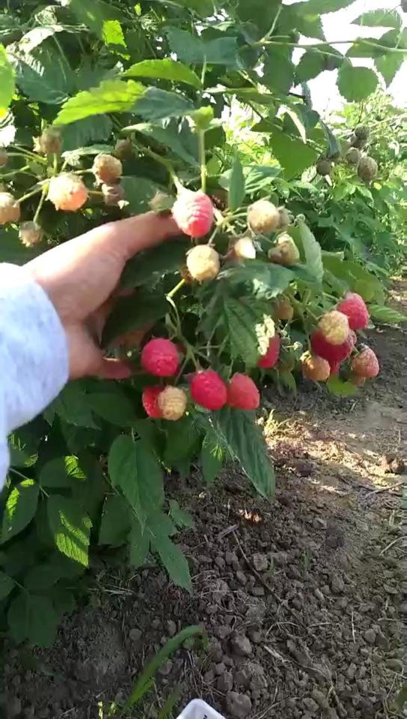 早熟新品种双季大果树莓苗当年结果采摘园品种基地直供