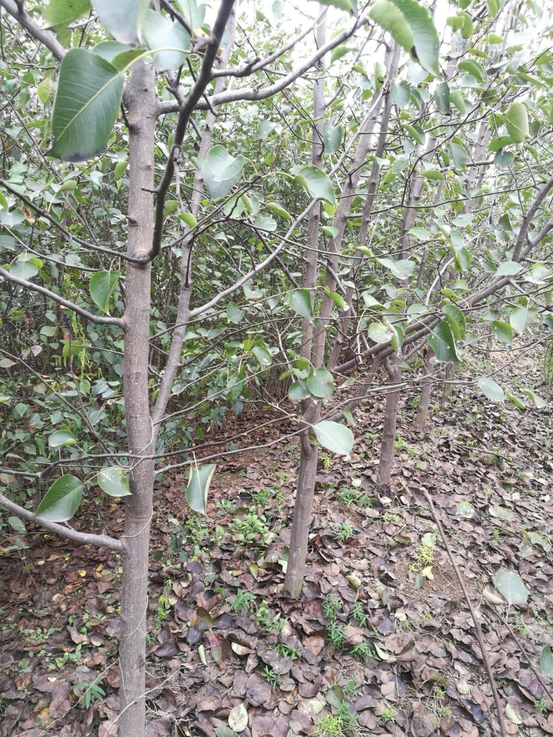 梨树苗