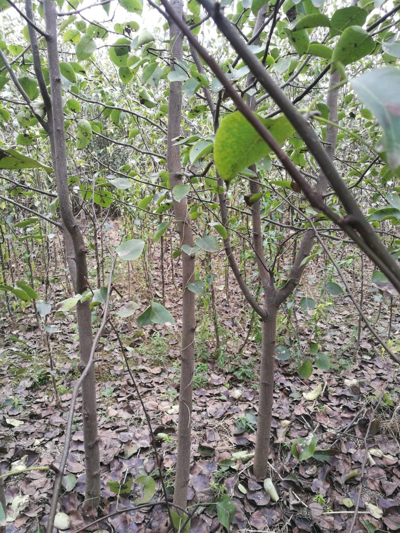梨树苗