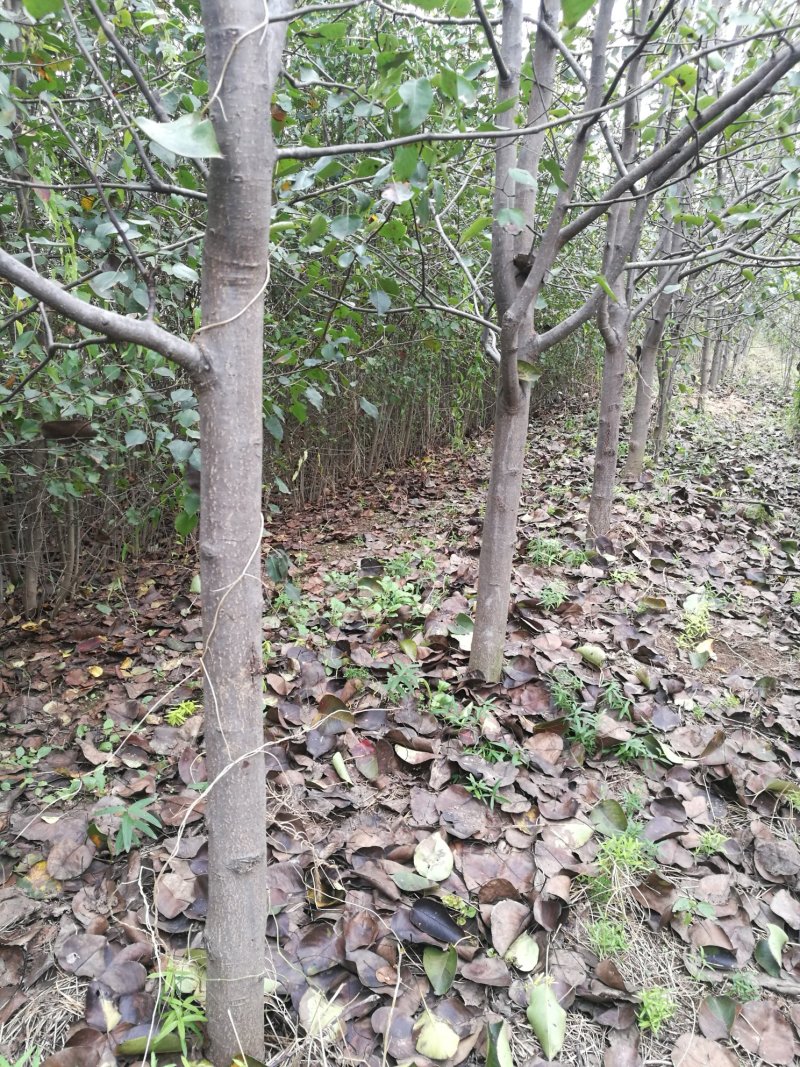 梨树苗