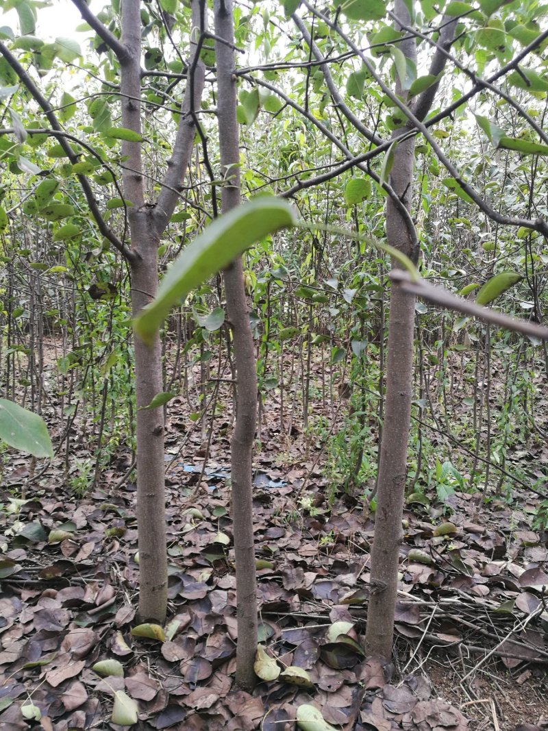 梨树苗