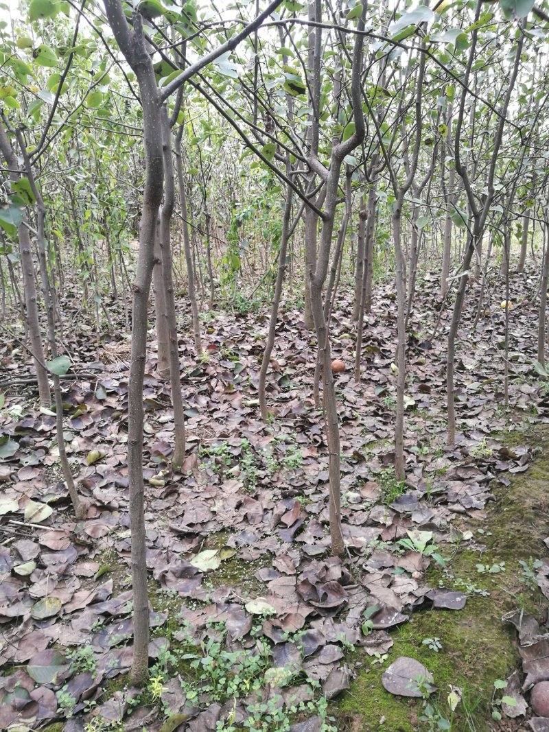 梨树苗