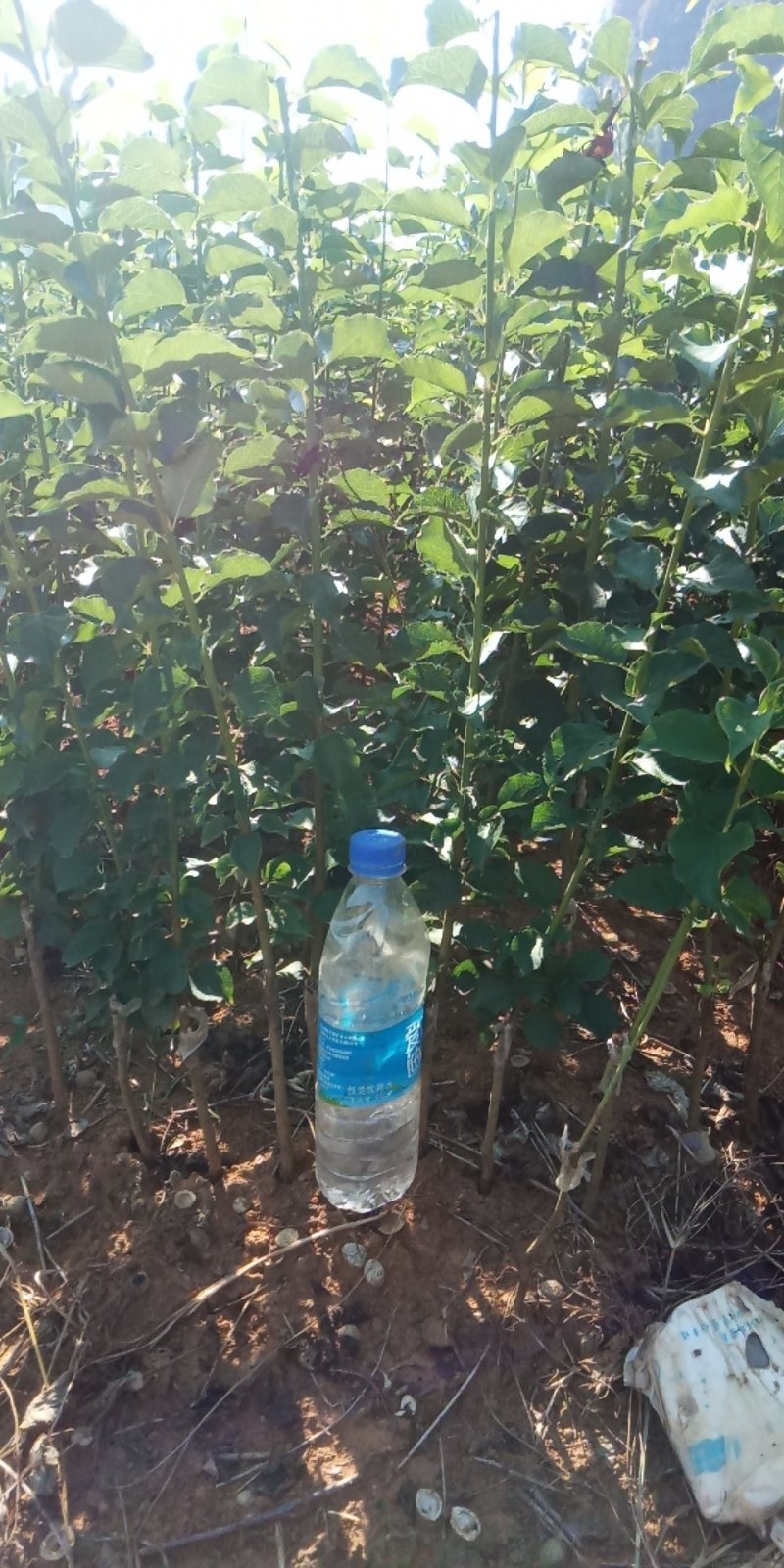 酸梅树苗，实生苗，芽苗，嫁接苗