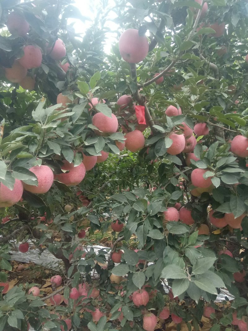 产地批发（红富士苹果）口感甜脆*质量保证