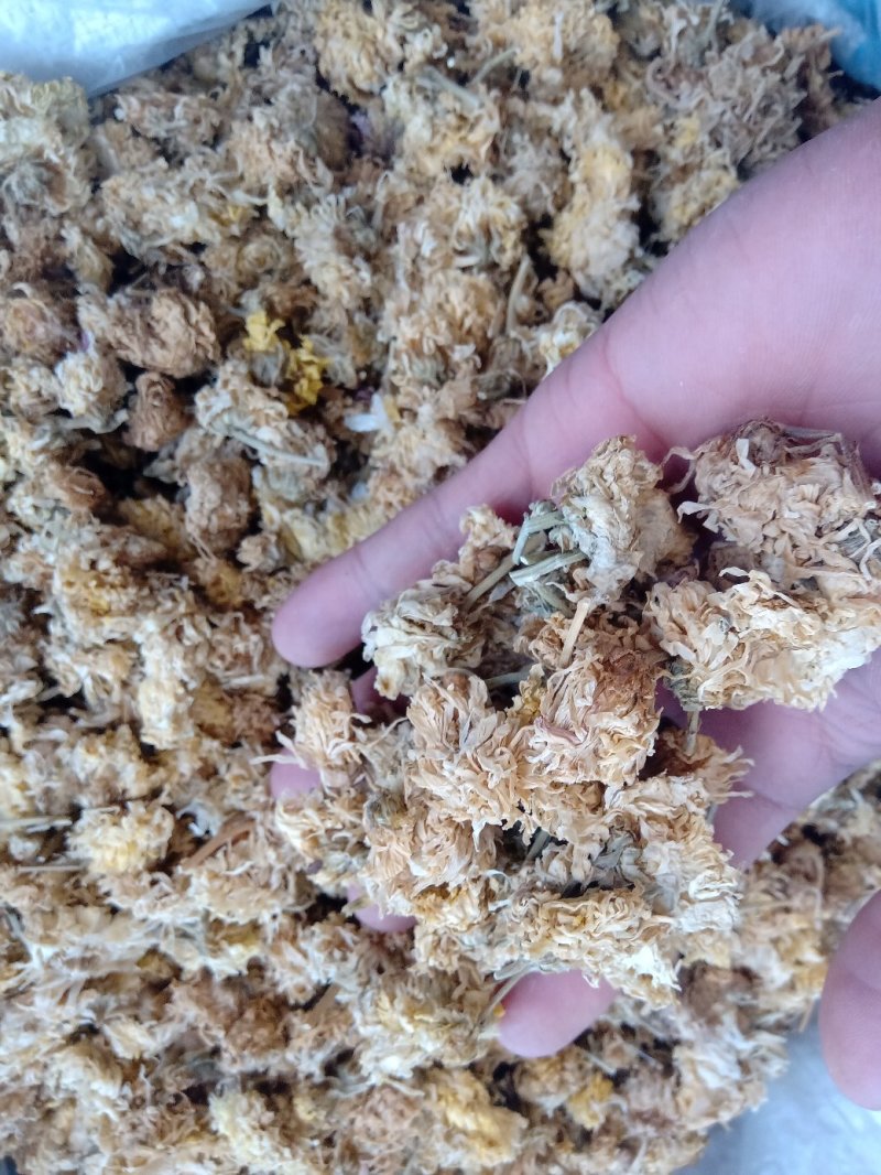 菊花药用1公斤起批不包邮量大电议