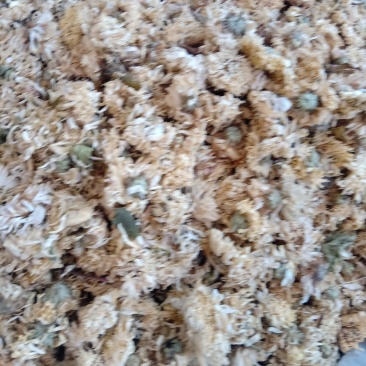 菊花药用1公斤起批不包邮量大电议
