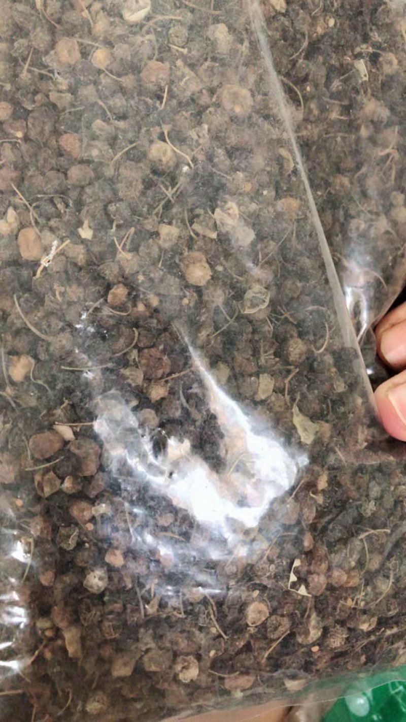 龙葵子葵籽龙葵果野葡萄天茄子黒天天中药材
