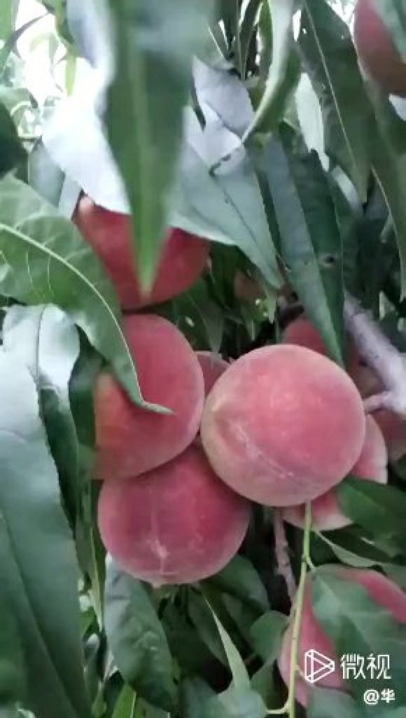 映霜红桃大量上市，需要的老板去联系