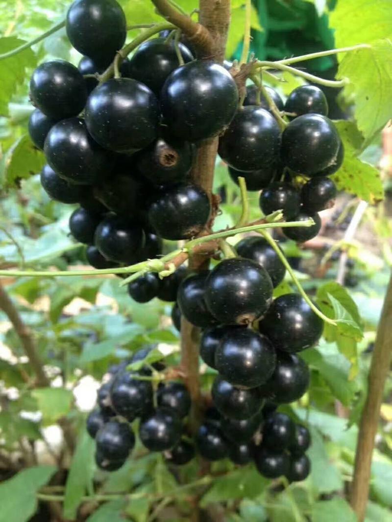 黑加仑苗树葡萄2年苗多个分枝口感甜产量高保证成活率