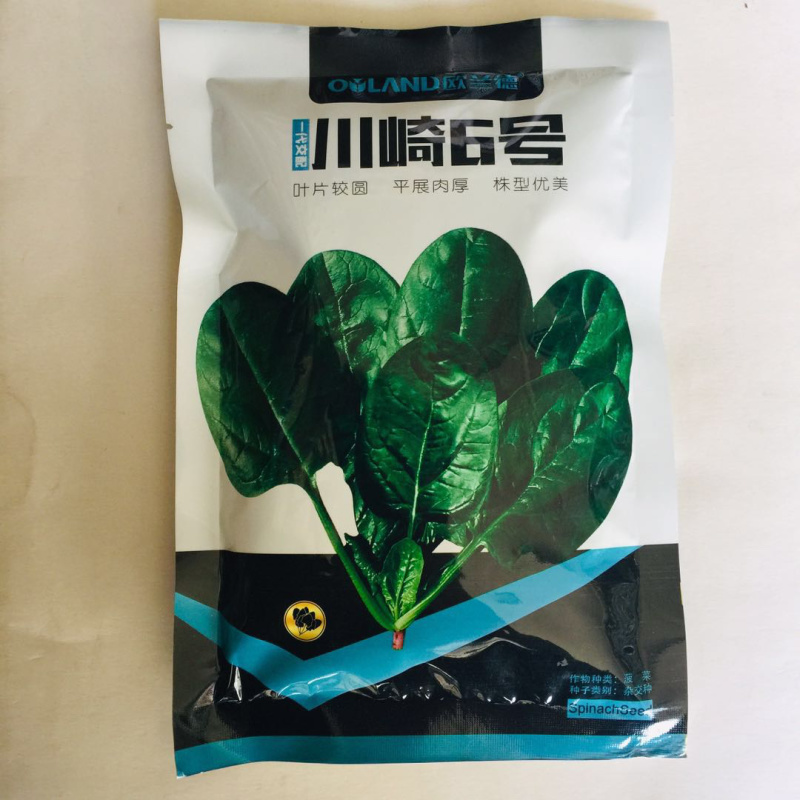 川崎6号菠菜种子半直立叶片深绿油亮春秋越冬栽培耐寒