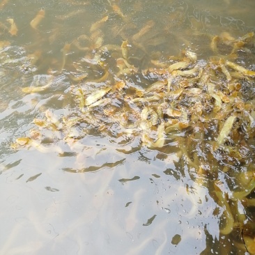 本地塘鲺鱼（又名土鲶鱼）