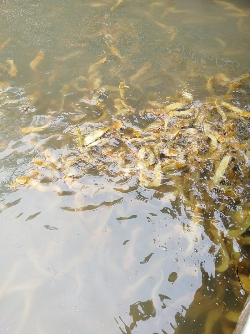本地塘鲺鱼（又名土鲶鱼）