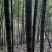 毛竹