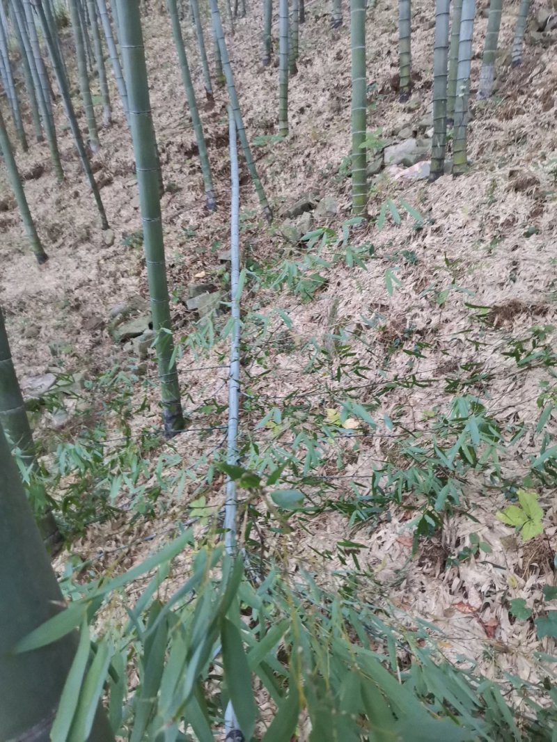 毛竹