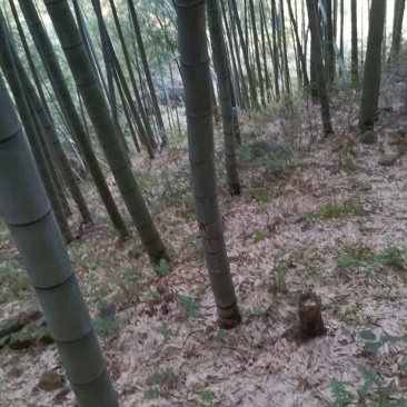 毛竹