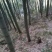 毛竹