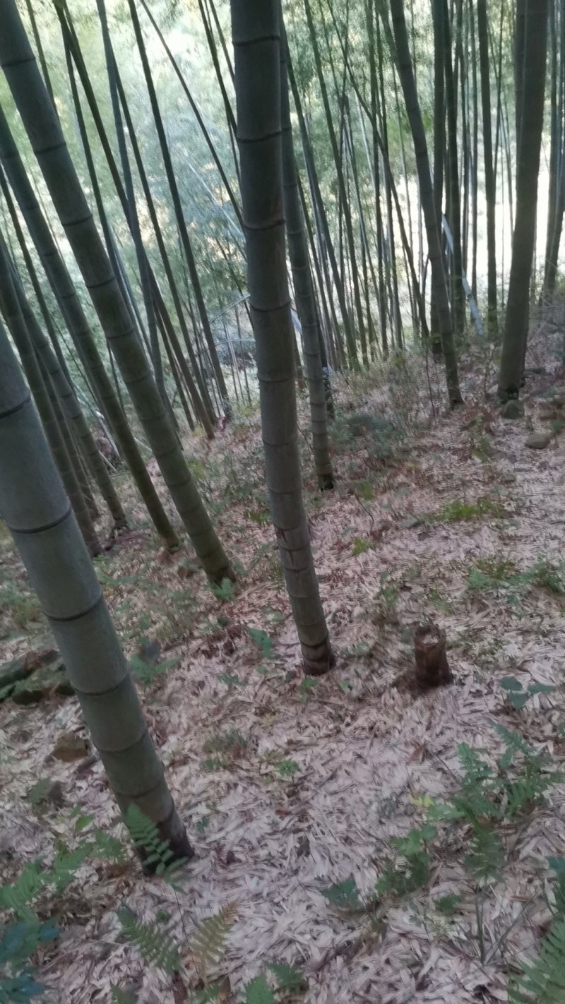毛竹