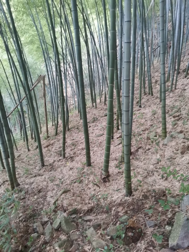 毛竹