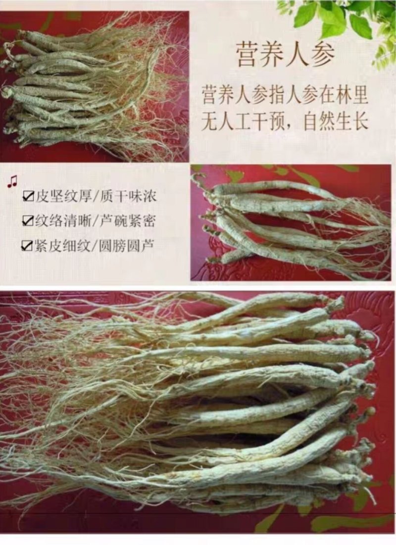 长白山网红人参白参生晒参[包邮]