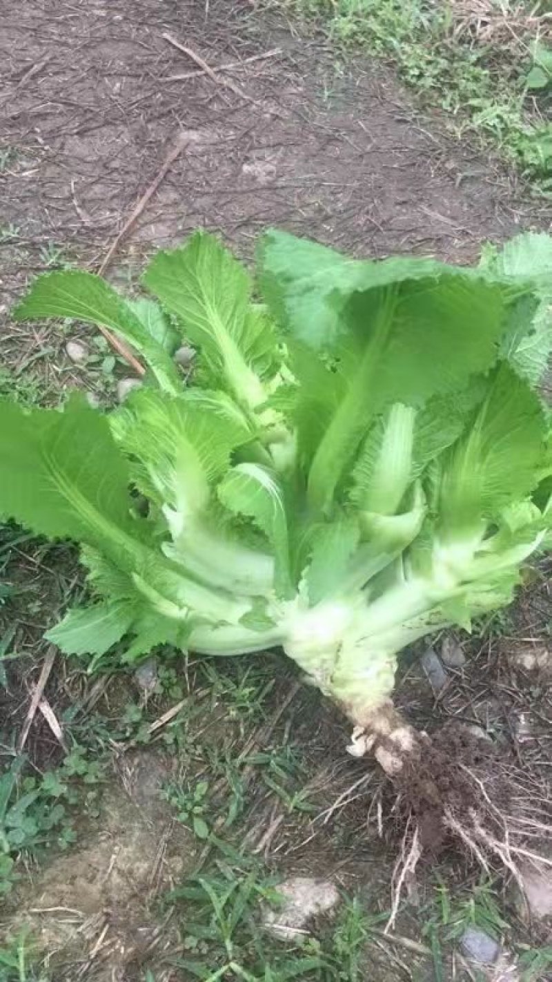 儿菜四川儿菜基地直供量大从优大小心都有