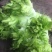 儿菜四川儿菜基地直供量大从优大小心都有