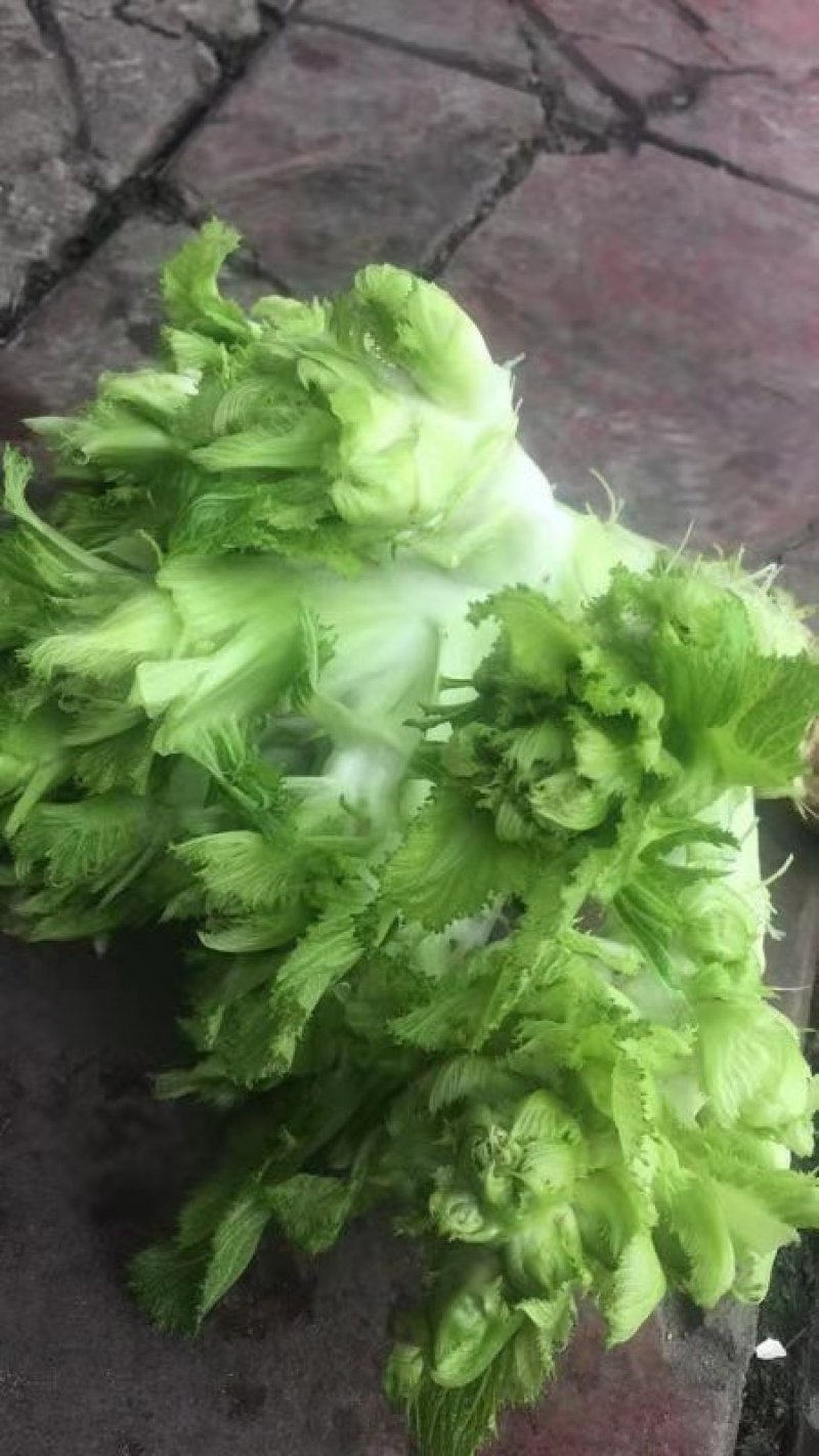 儿菜四川儿菜基地直供量大从优大小心都有